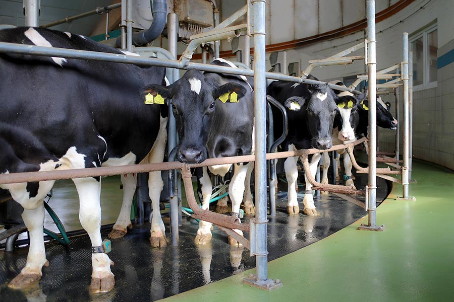 Milchproduktion & Herde